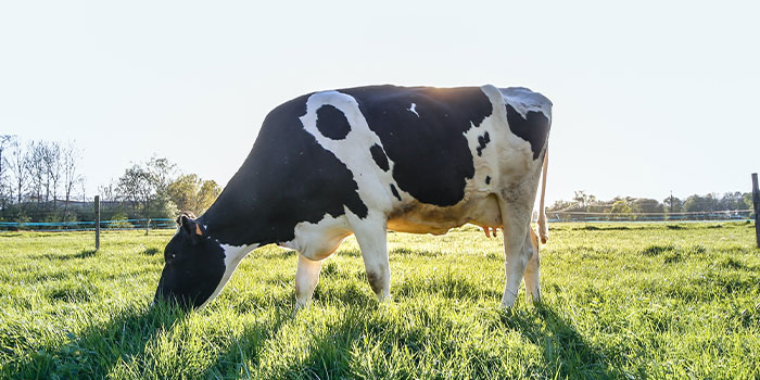 Une vache normande dans un champs